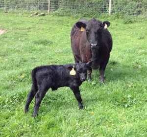 Another arrival