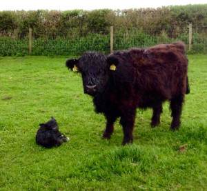 Highland surrogate mum and newborn lowline heifer calf