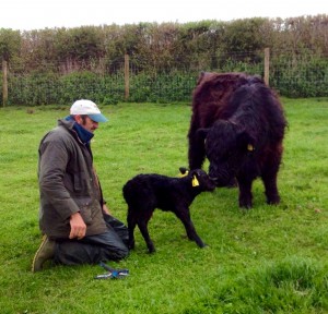 Another heifer calf!