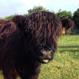 Cheeky cow....