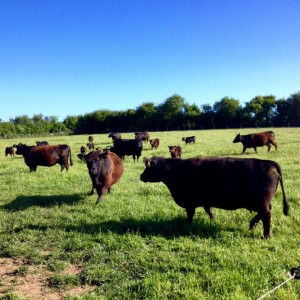 Cows and calves