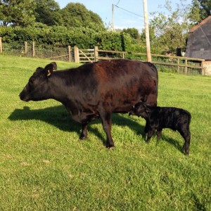Another heifer calf