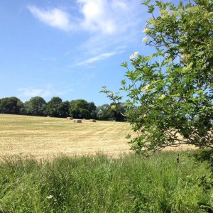 First hay done