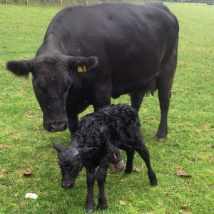 Our first cross bred calf