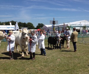 Kent show judging