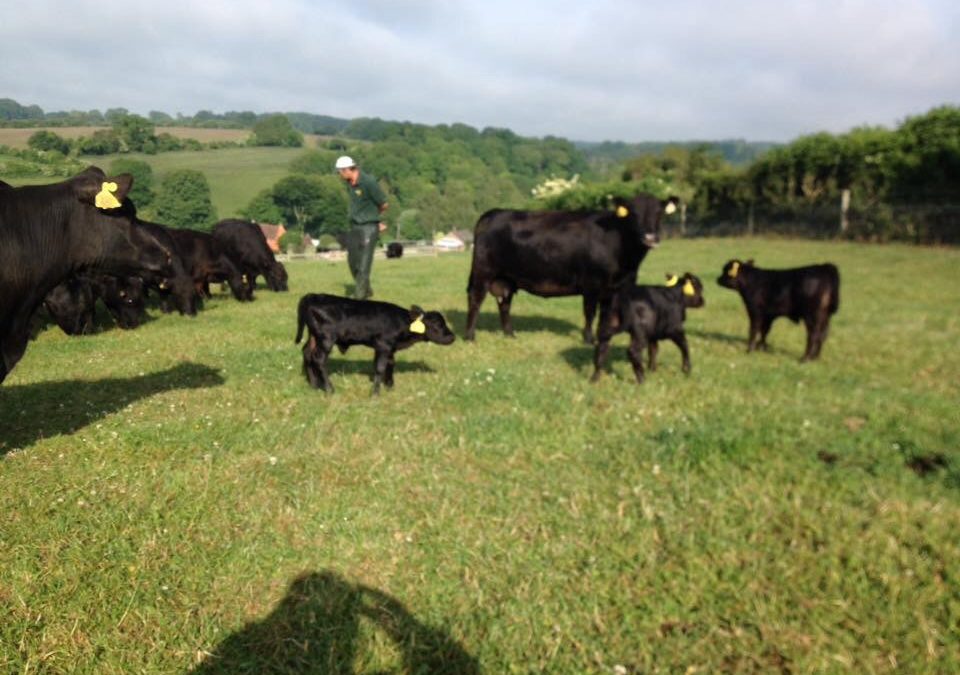 British Farming Awards Finalist.