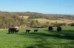 Some of the lowline cows & calves