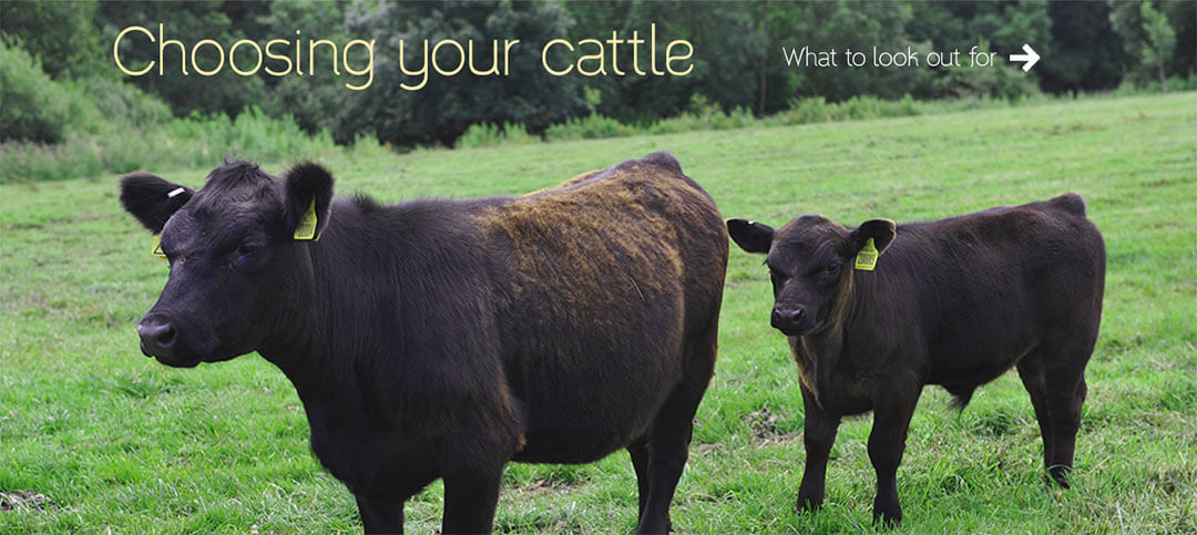 Choosing your cattle, what to look for.