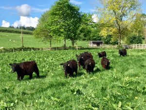 Canadian arrivals settling in
